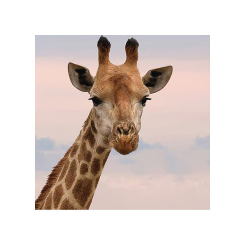 Blank - Giraffe