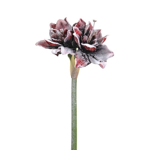 Amaryllis Frosty Red