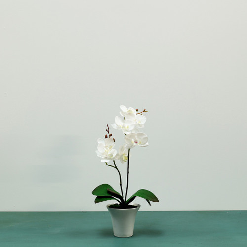 Aragon Medium Phalaenopsis Orchid-White in Ceramic Pot-2 stems H40cm(1/12)
