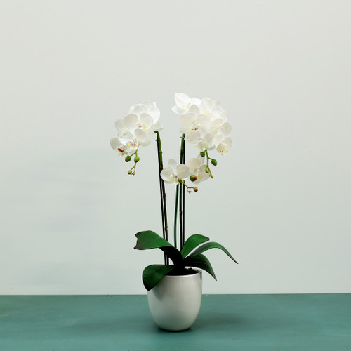 Medium Phalaenopsis Orchid-White in Ceramic Pot-3 stems H52cm(1/12)