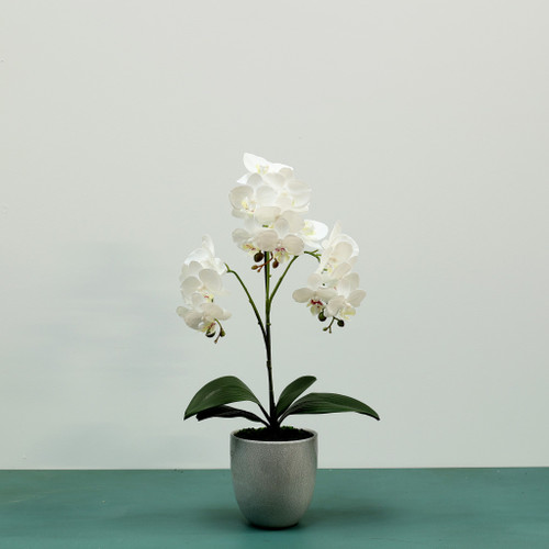 Aragon Medium Phalaenopsis Orchid-White in Ceramic Pot -1 stem H52cm(1/12)