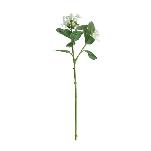 Stephanotis Spray White/Green