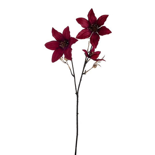 Clematis 2 Flower Spray Claret 63cm  