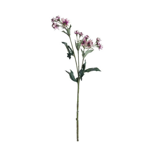 Astrantia Flowers Pink 50Cm