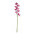 Cymbidium Large 9 Flowers Mauve 90Cm