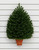 30" Canadian Pine Wall Tree
