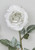 72cm Cinnamon Rose White
