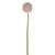 Romance Allium Pink 57Cm
