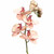 Vintage Orchid Peach 81Cm