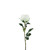 Essential Garden Rose - White  