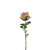 Essential Garden Rose - Rainbow