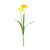 Essentail Narcissus Plant with Leaves - Yellow