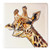 Coaster - Giraffe