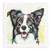 Coaster - Border Collie