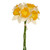 Daffodil Bundle Cream Orange