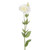 Dawn Lisianthus Ivory 62Cm