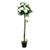 Potted Rose Tree Cream 122Cm