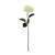 Glamis Single Dahlia With 2 Leaves Cream (61Cm)