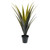 Potted Agave Long Leaf 79Cm