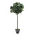 Potted Bay Tree 122Cm