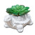 Mini Cement Tortoise Planter with Succulent