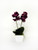 Potted Orchid Mini Fuchia 33Cm