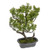 Potted Bonsai Pine 31Cm