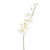 Dawn Orchid Ivory 92Cm