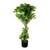 Potted Grape Ivy Topiary 99Cm