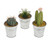 Potted Mini Cactus 10Cm 3 Assorted