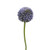 Hedgerow Allium Blue 55Cm