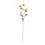 Buckingham Spray Chyrsanthemum Yellow