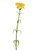 Carnation Yellow