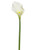 Calla Lily Cream Lrg Head 70Cm