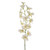 Orchid Dendrobium Cream 82Cm