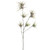 Flocked Spider Fern 60Cm