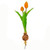 Tulip With Bulb Orange 40Cm