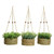 Zest Hanging Basket Assortment