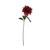 Glamis Single Dahlia With 2 Leaves Dark Red (61Cm)