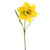 Grande Daffodil Yellow 70Cm