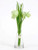 Fritillaria Bundle Cream 20Cm