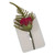 Corsage Rose Asparagus Red