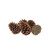 5-10cm Maritima Pine Cones  (x25) (1)