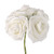 BCH Rose 5Hds 10Cm White White
