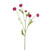 Aster Spray Pink 64Cm