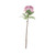 Peony Antique Pink Single Stem