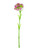 Sweet William Mid Pink 43Cm