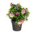 Bloom Potted Plant Pink