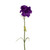 Carnation Purple