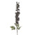 Delphinium Grey 90Cm